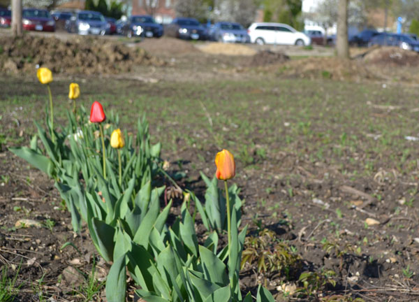 Vacant lot tulips